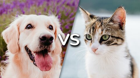 Cat vs Dog 🐶