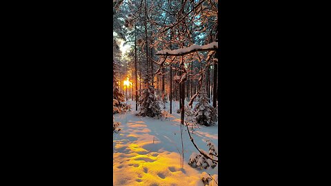 Winter Forest ##sunrise