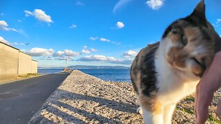 As I was walking along the seafront of Cat Island, a calico cat came out and asked to be petted.