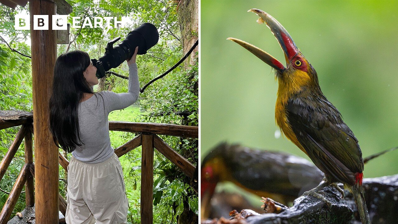 Photographing Rare and Elusive Birds in Brazil | Framed In Nature | BBC Earth