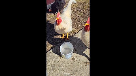 The roosters getting some water.