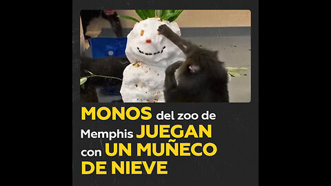 Mandriles juegan con un muñeco de nieve en el zoo de Memphis