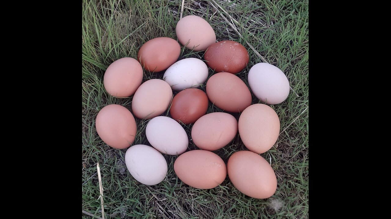 Collect Eggs on a Gloomy Day