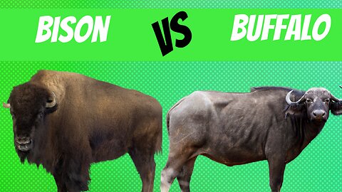 How is a Bison Different from a Buffalo?