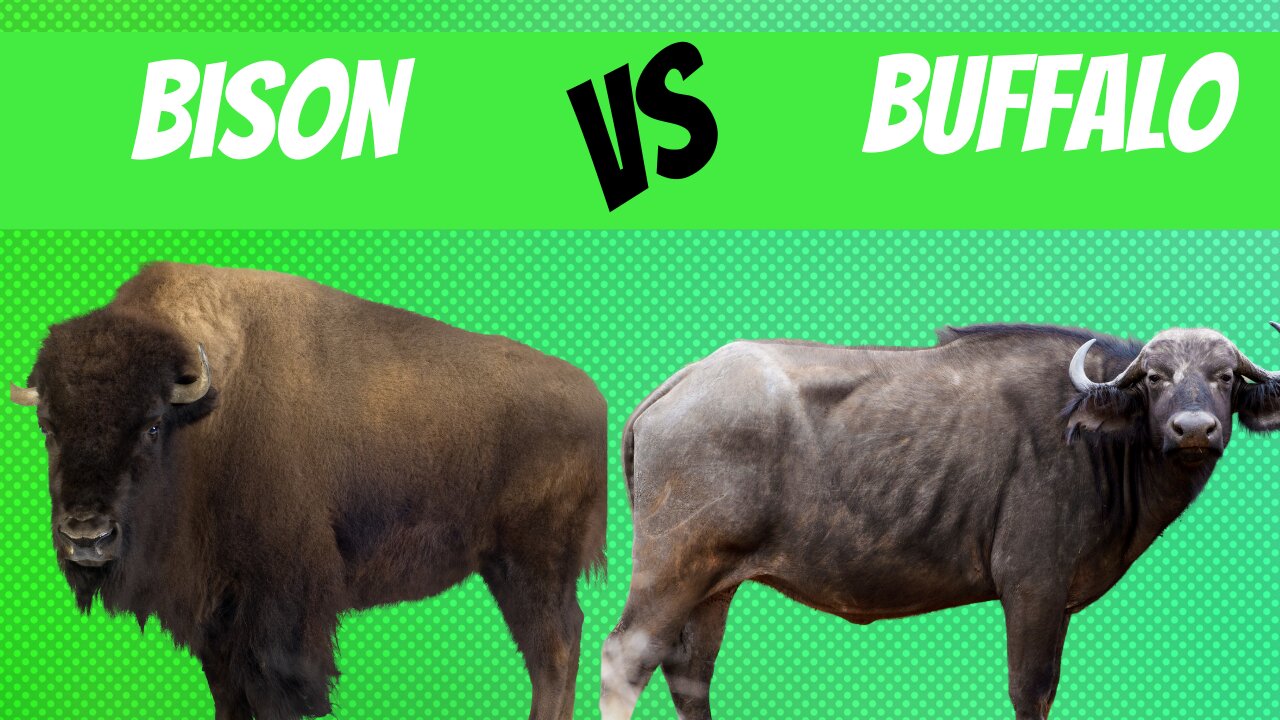 How is a Bison Different from a Buffalo?