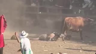 toros