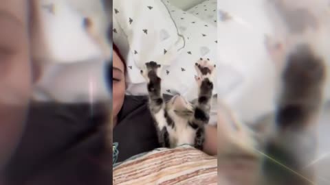 This kitty was yawning just like human!