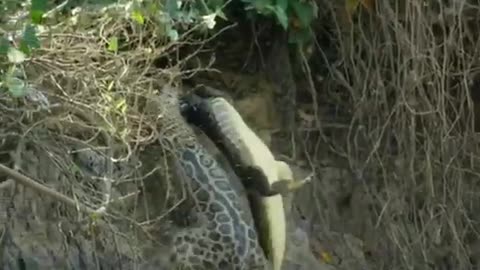 Jaguar Vs Caiman