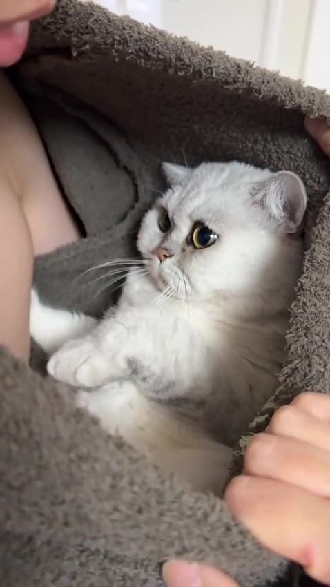 "Cutest Cat Moments That Will Melt Your Heart!" ❤️