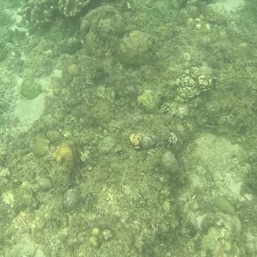 Snorkeling Through Serenity