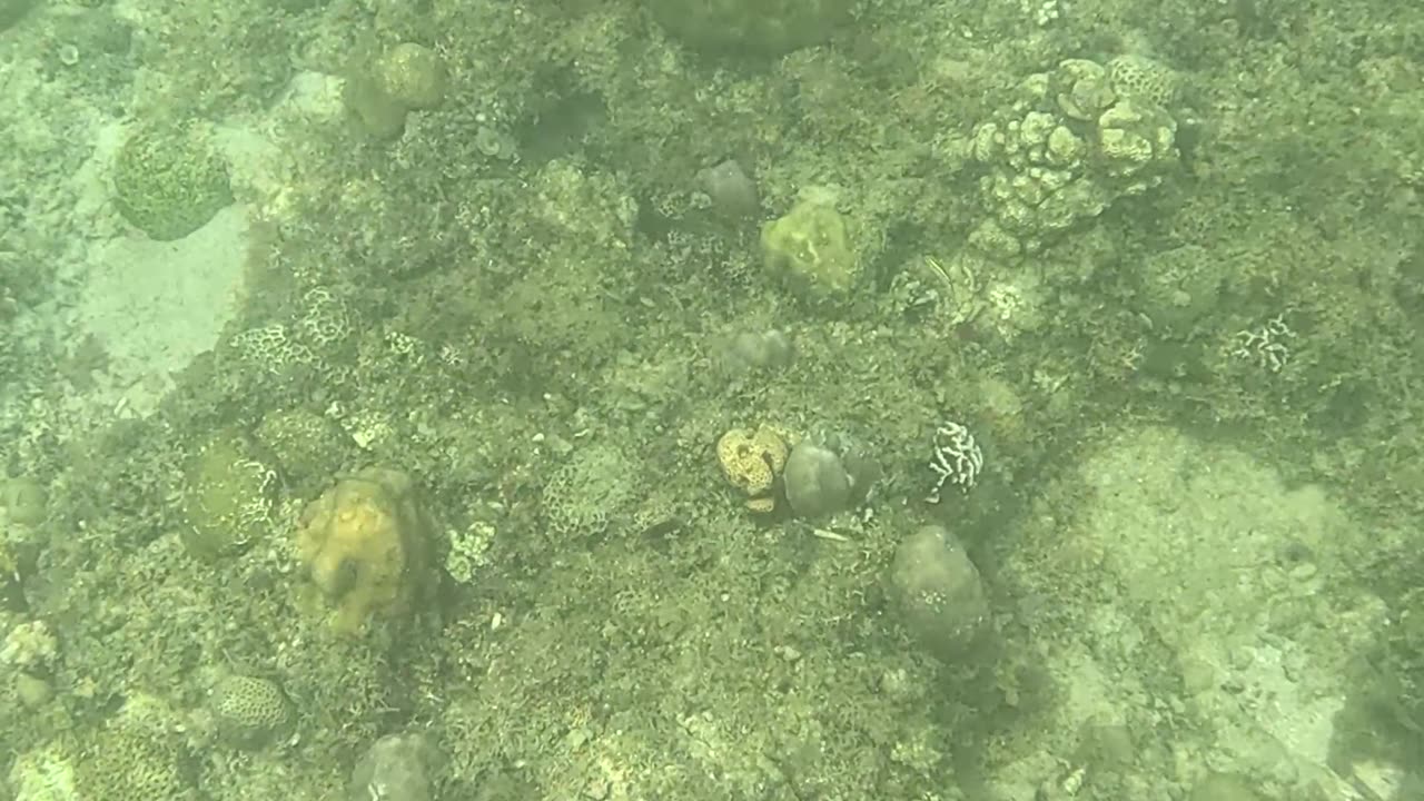 Snorkeling Through Serenity