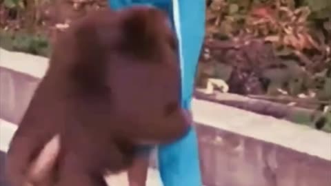 Monkey attack on child