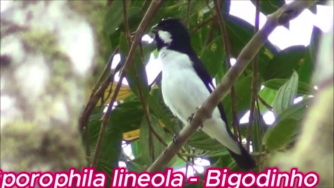 Canto dos pássaros faz bem a saúde