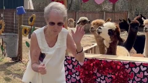 Granny Gets a Surprise at Alpaca Kissing Booth