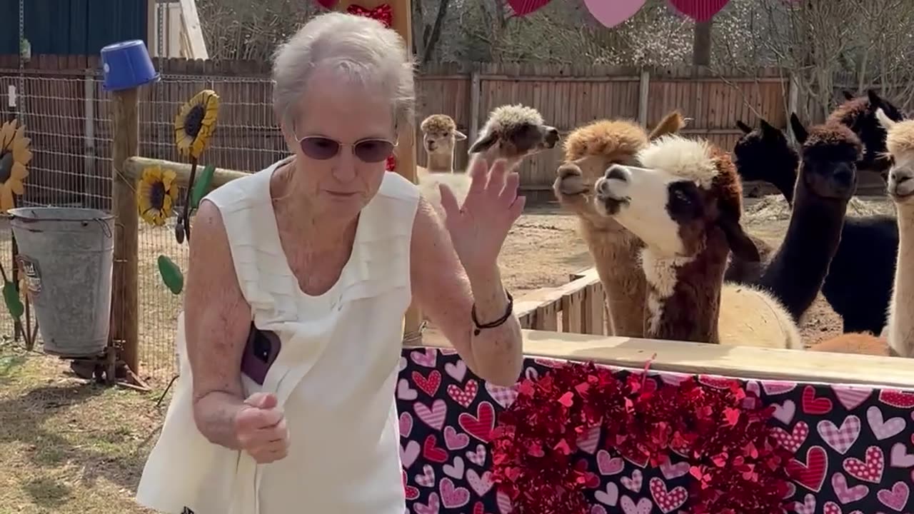 Granny Gets a Surprise at Alpaca Kissing Booth