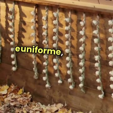 Biologico vs convenzionale: quale frutta e verdura è meglio?