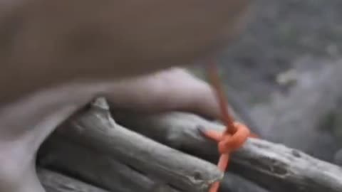 Survival Techniques