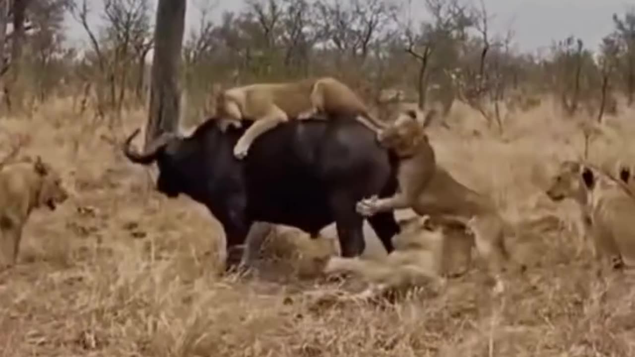 Buffalo being rescued by its friend from lions