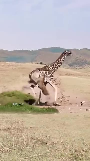 Giraffe Outsmarts Lions in Daring Escape 😱