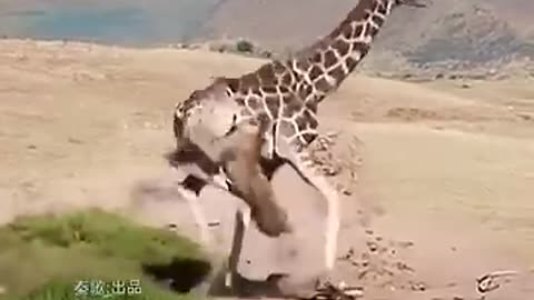 Giraffe Outsmarts Lions in Daring Escape 😱