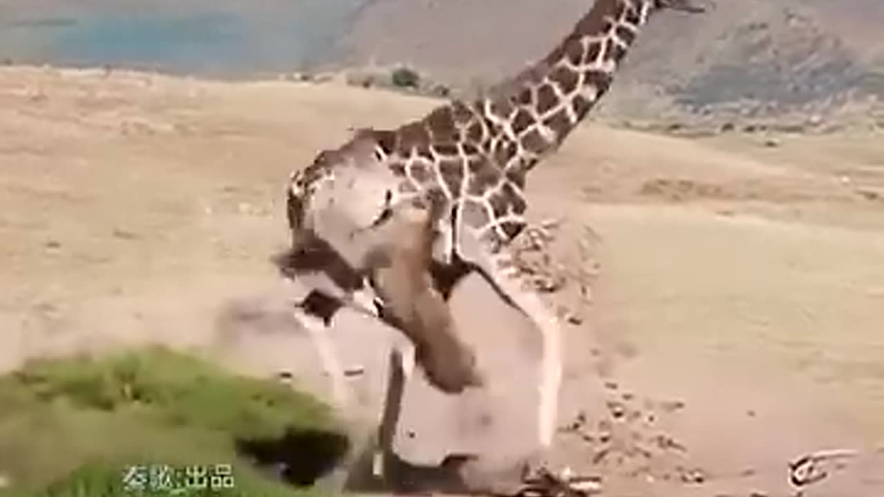 Giraffe Outsmarts Lions in Daring Escape 😱