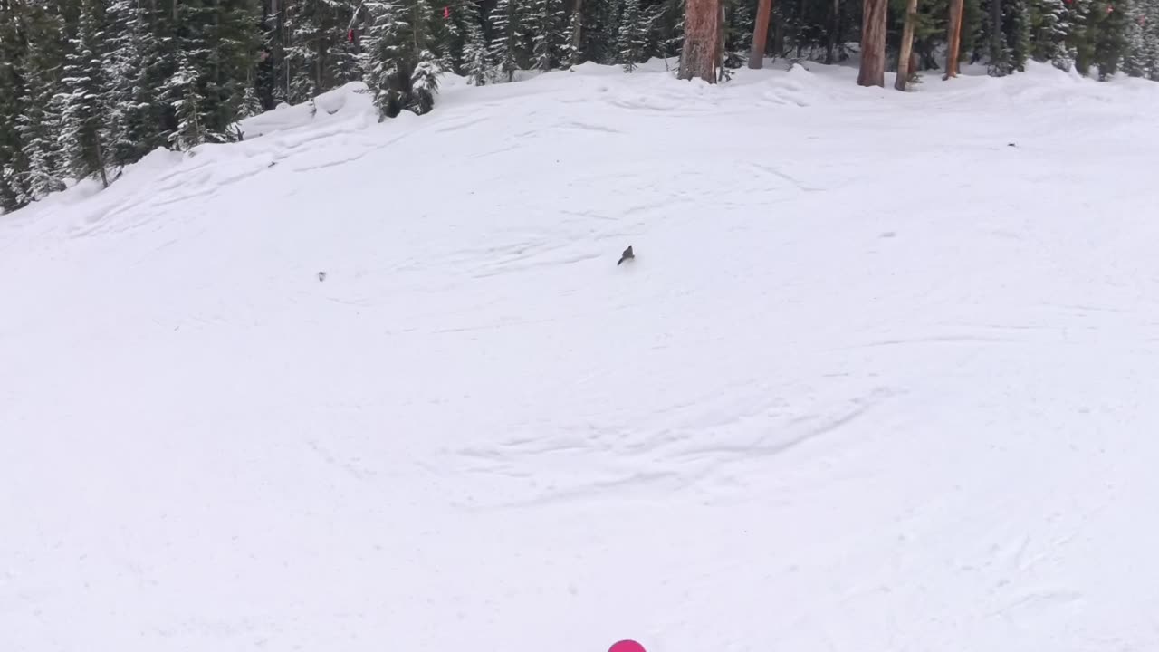 Squirrel Darts Out in Front of Skier