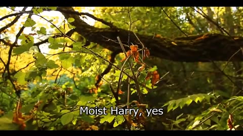 Moist Harry (Written 2017) - Buffalax Style with Fake Subtitles by Electricdonkey