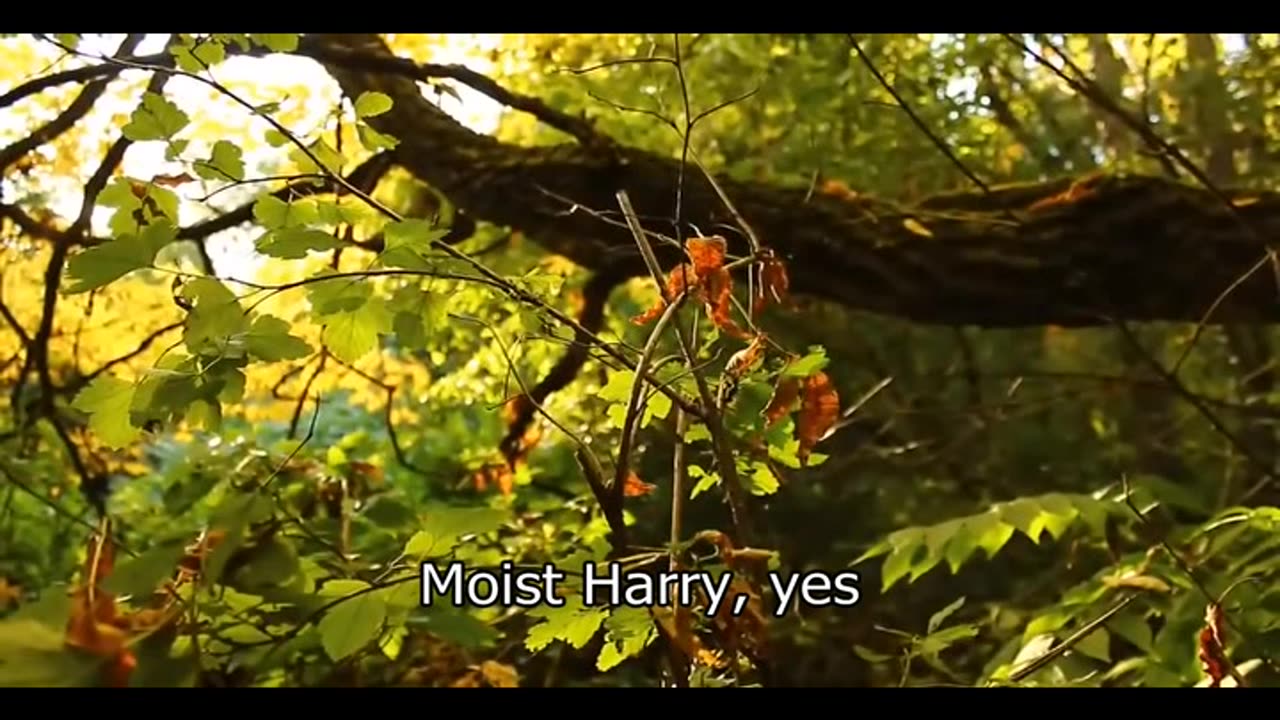 Moist Harry (Written 2017) - Buffalax Style with Fake Subtitles by Electricdonkey