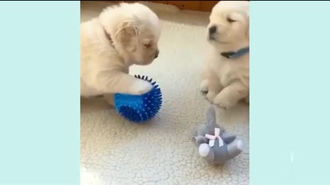 Puppy Playtime Frenzy! Adorable Puppies & Their Favorite Ball!