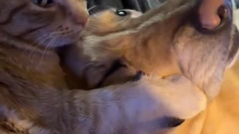 Cat Loves His Dog