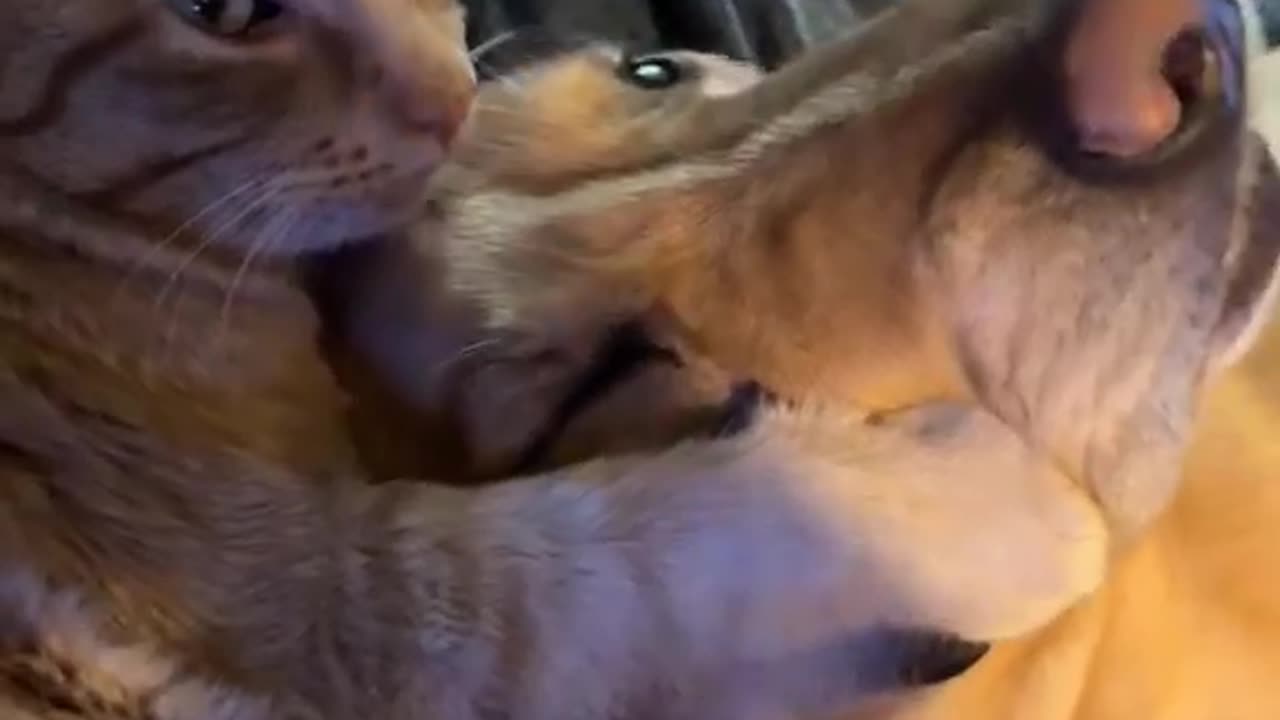 Cat Loves His Dog