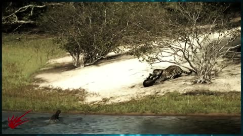 Incredible fight...Jaguar against a Nutria!!! Just watch