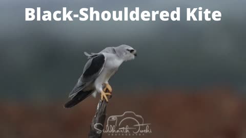 Black Shoulder Kite