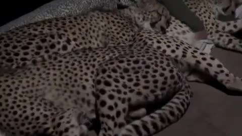 A family of cheetah sleep with the fores...