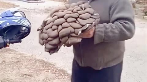 Man Discovers Giant Cluster of Oyster Mushrooms