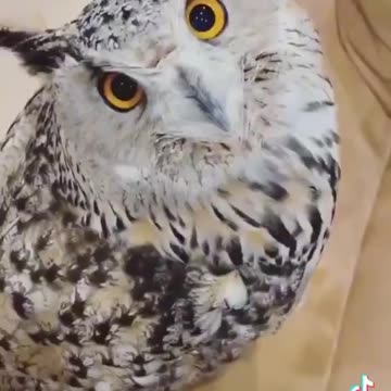 Did someone say owls?!