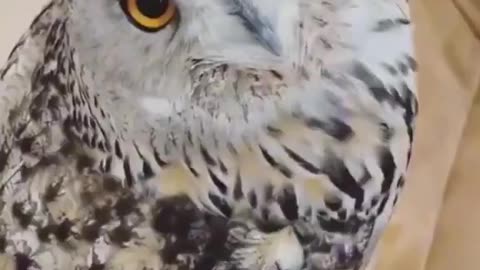 Did someone say owls?!