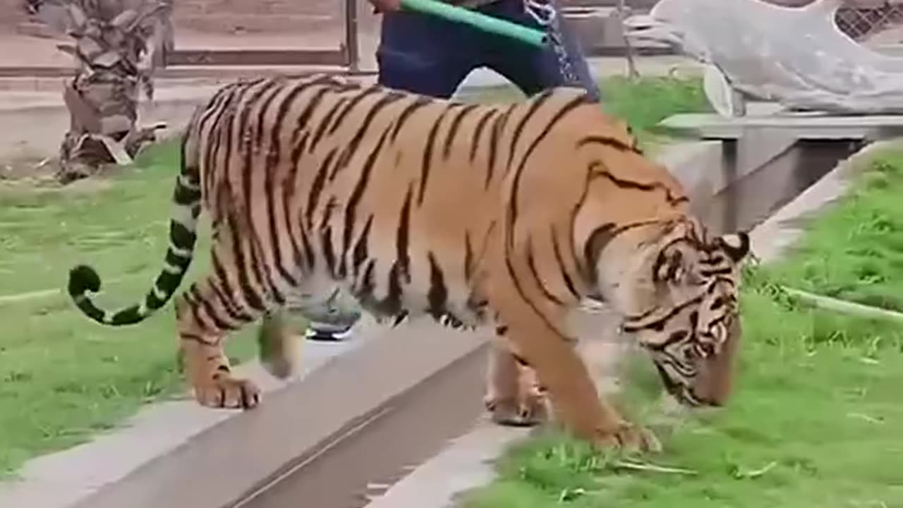 Animals funny video 13