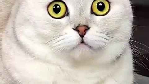Fears of Sonya's cat🐱🐱🐱