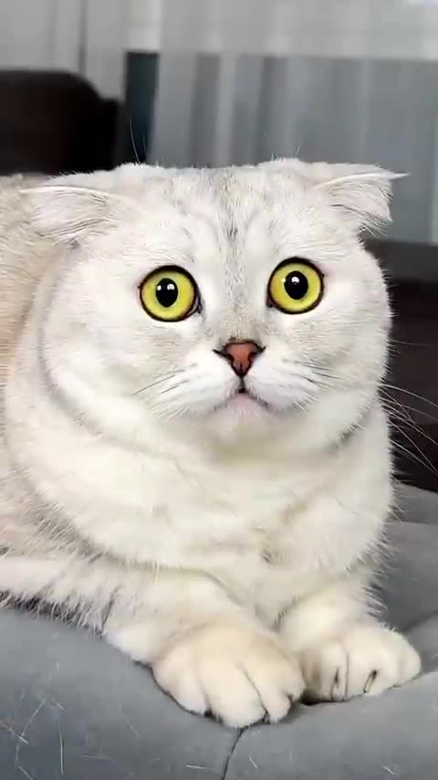 Fears of Sonya's cat🐱🐱🐱