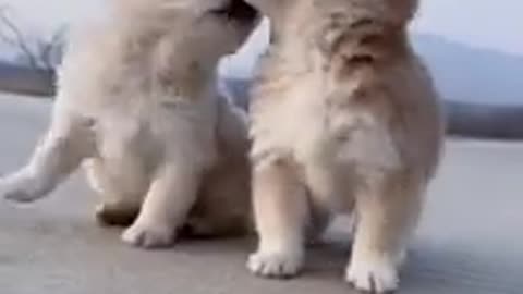 Most Funny - Cutest baby animals Videos Compilation _ Cute moment of the animals a
