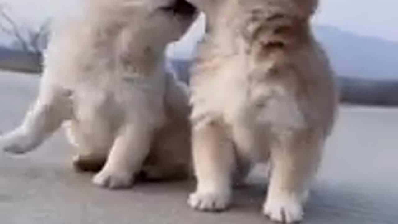 Most Funny - Cutest baby animals Videos Compilation _ Cute moment of the animals a