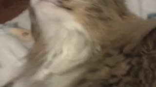 Kitty licks when she can't scratch (Shorts)