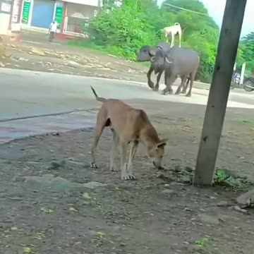 #comedy #funney #comedy video