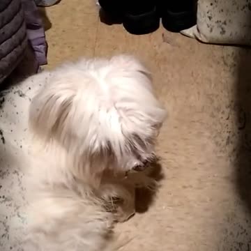 No for Valentine's Day