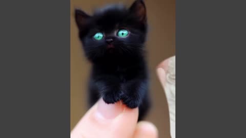 Small cat vidio||cute cat vidio||