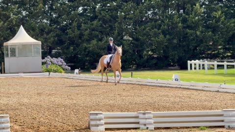 Australian Warmblood Horse in Australia