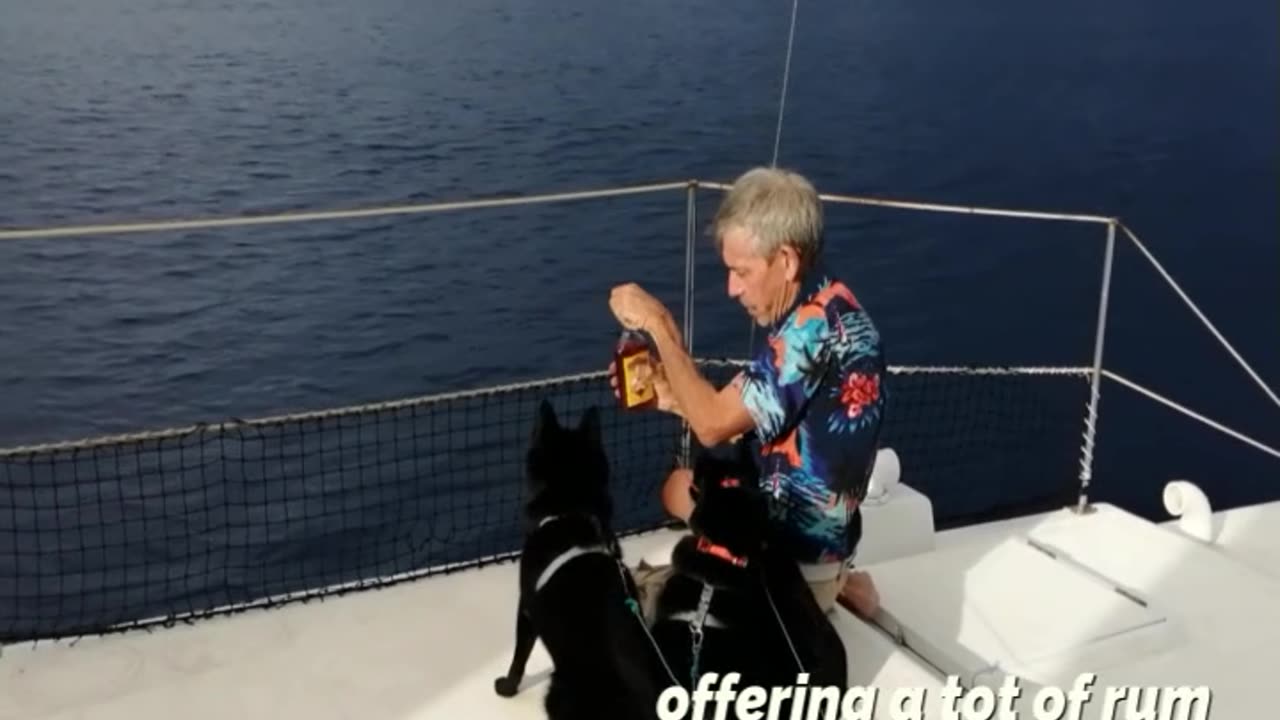 Sailing Sailing Schipperkes sail across the equator again