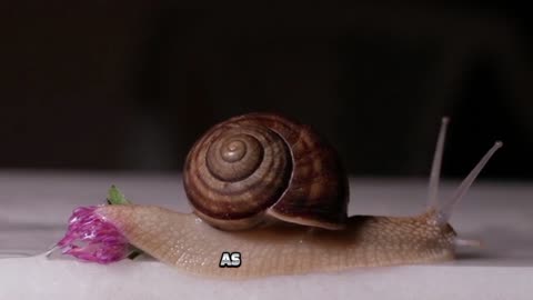 Snails are mollusks