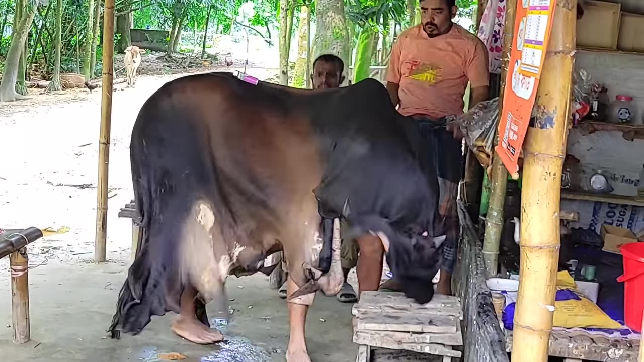 Cow Funny😂😂 #funny#animals #comedy